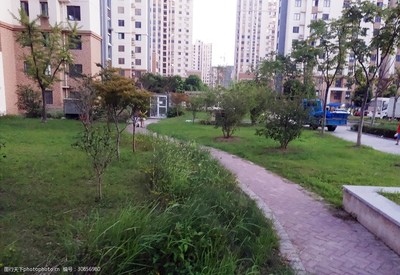 小区绿化